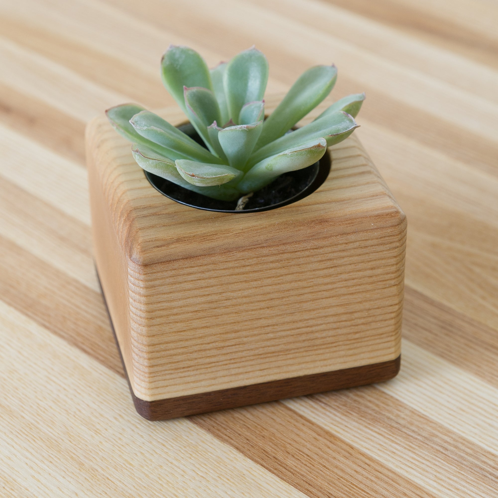 The Fillmore Succulent Planters