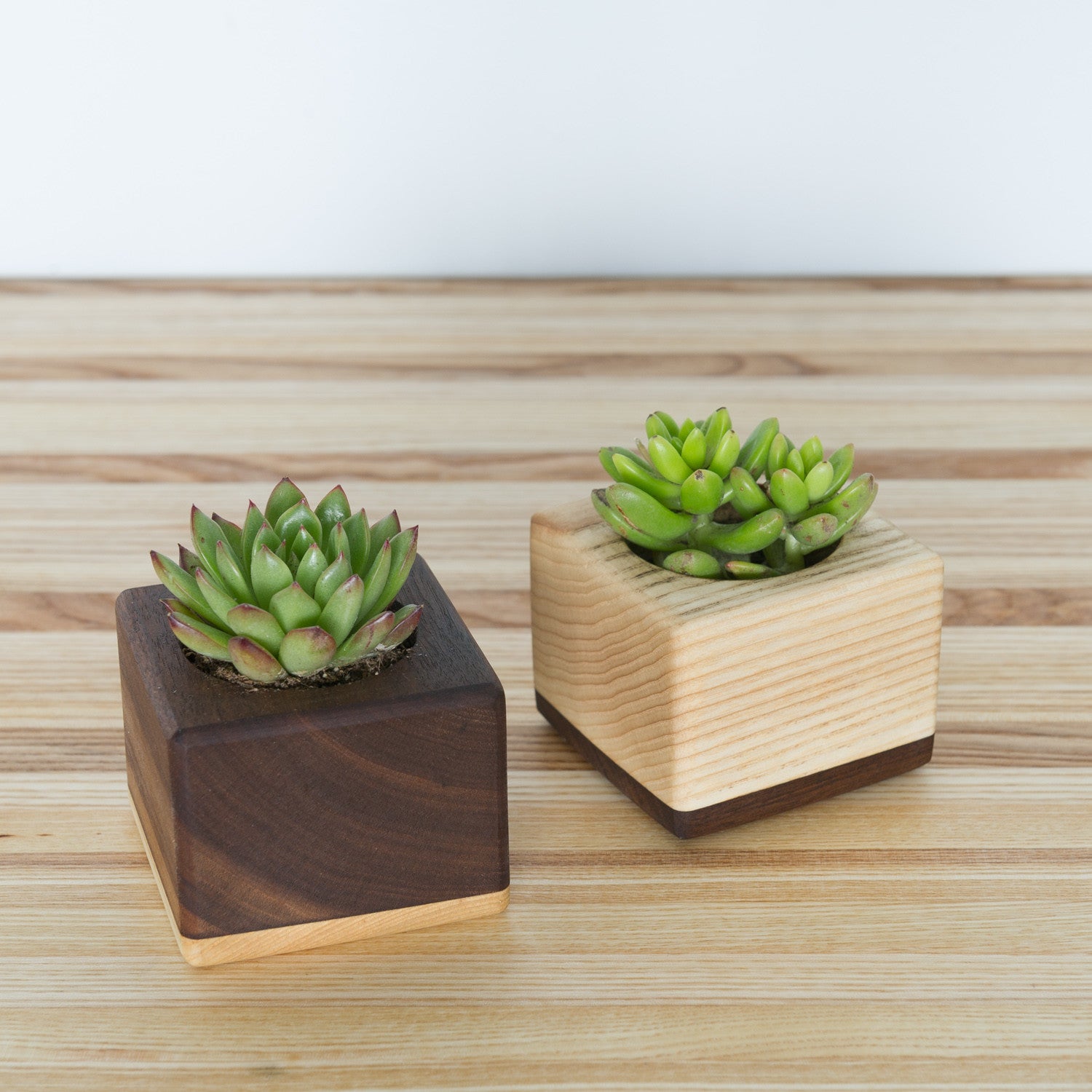 tiny succulent planters The Fillmore Succulent Planters