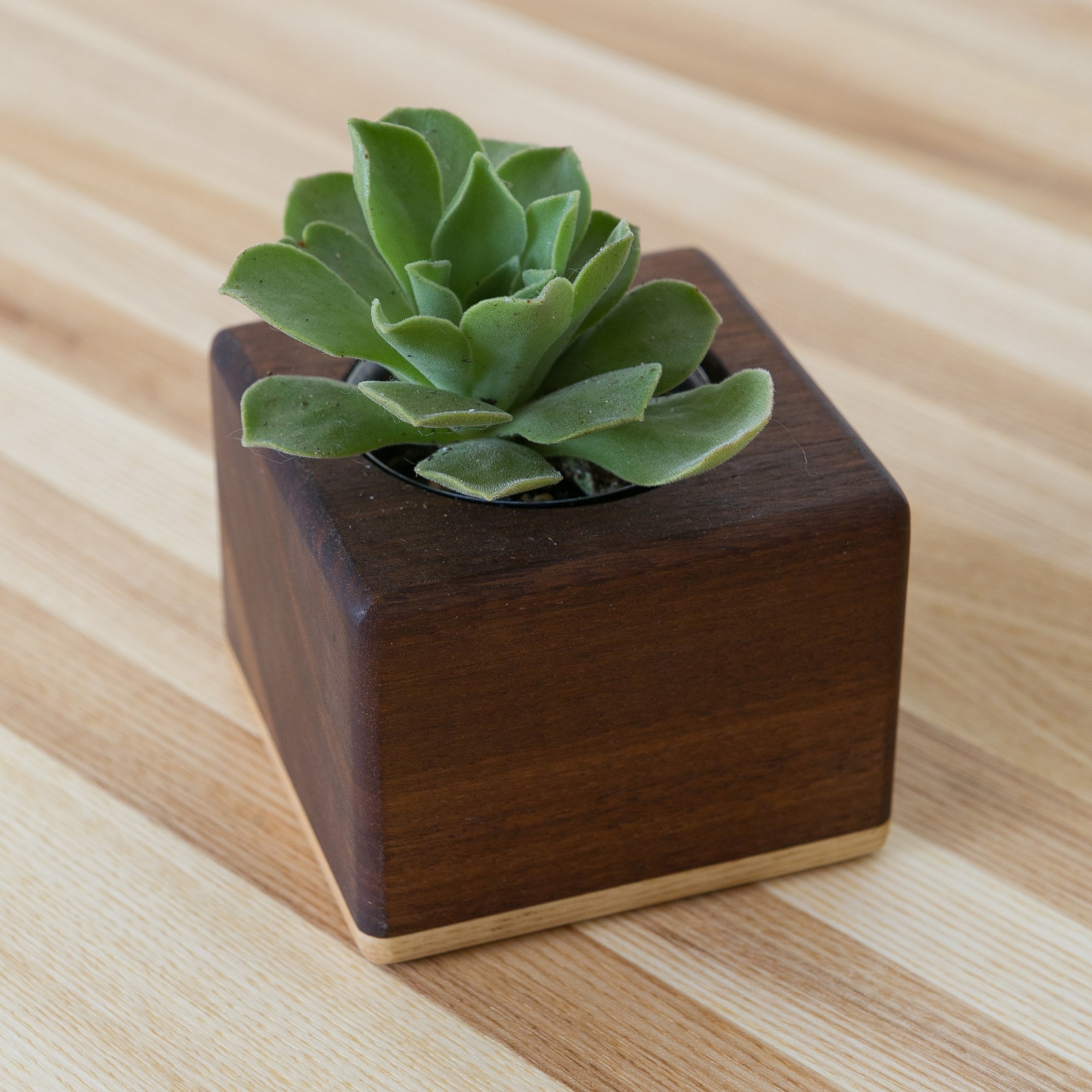 small rectangular succulent planter The Fillmore Succulent Planters
